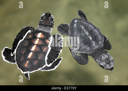 Links - rechts Olive Ridley Meeresschildkröte Lepidochelys Olivacea - Green Sea Turtle Chelonia mydas Stockfoto