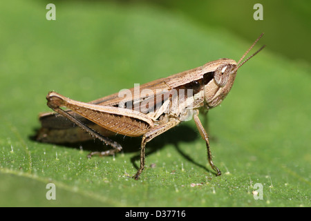 Heuschrecke auf Blatt In Sri Lanka Stockfoto