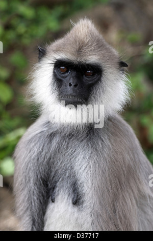 Getuftete grau Languren Semnopithecus Priamos Stockfoto