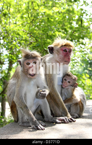 Familie Toque Makaken Stockfoto