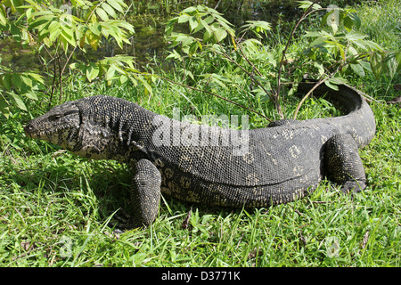 Wasser-Monitor Varanus salvator Stockfoto