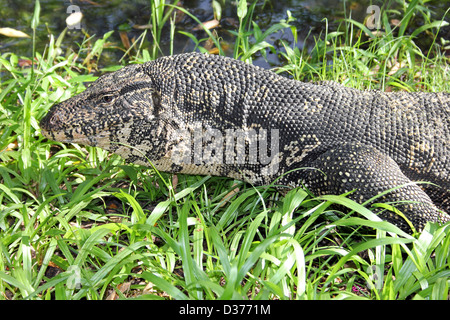 Nahaufnahme des Kopfes Wasser Monitor Varanus salvator Stockfoto