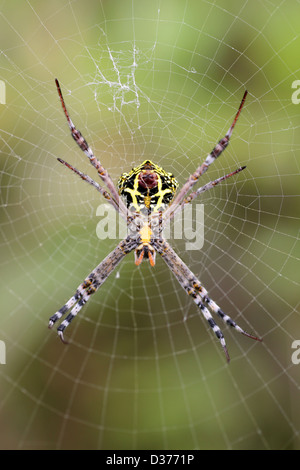 Signatur-Spider Argiope sp. Stockfoto