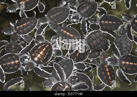 Zwei Tage altes Baby Olive Ridley & grüne Meeresschildkröten Stockfoto