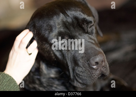 Ein italienischer Mastiff Hunde, Cane Corso Stockfoto
