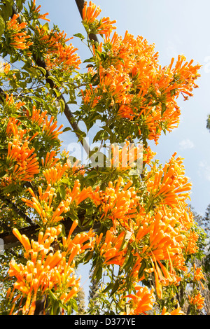 Eine bunte Creepr in den Garden of Dreams, Kathmandu, Nepal. Stockfoto