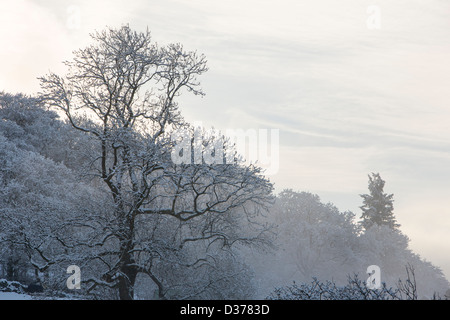 Nebel clearing über Wald in Ambleside, Lake District, Großbritannien. Stockfoto