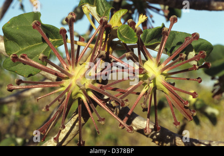 Harpunenkerze, Grate, Bur oder Burs oder Spiky Seed Pods, der endemischen Uncarina grandidieri im Trockenwald oder der Dornwüste im Süden Madagaskars Stockfoto
