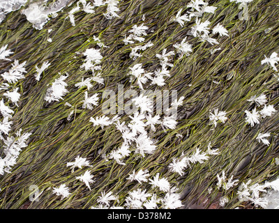 Eiskristalle auf Wasser Unkraut in einen Stream auf Crinkle Crags, Lake District, Großbritannien. Stockfoto