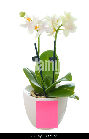 Orchidee im Topf mit ein leeres Blatt Papier isoliert auf weiss Stockfoto