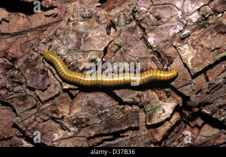 Riesige Millipede Spirostrepid Arten auf Bark von Barringtonia Baum Madagaskar Stockfoto