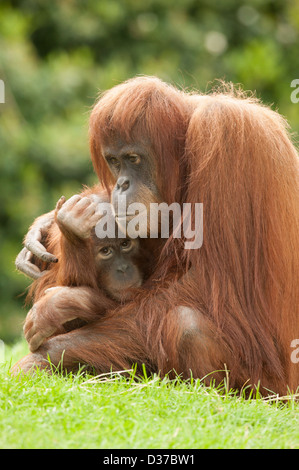 Pongo Pygmaeus Orang-Utan posieren für ein Porträt ähnlich im Stil Dorotheas FSA Bild Migrant Mother Stockfoto