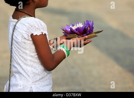 Blumen von einem Lotus in Händen des kleinen Mädchens Stockfoto