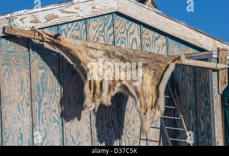 Polar Bear Haut an der Seite eines Hauses im Dorf Ittoqqortoormiit (Scoresbysund), Grönland Stockfoto