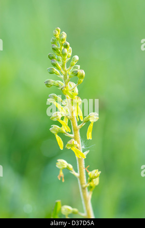 Gemeinsamen Nestwurzen in einer britischen Frühling Wiese wächst. Stockfoto