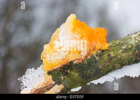 Gelbe Gehirn Pilz oder Golden Jelly Fungus (Tremella Mesenterica), bedeckt mit Schnee und Eis auf Eiche Stockfoto