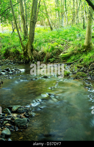 Bach durch den Bluebell-Wald im Wald von dean Stockfoto