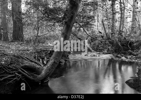 Bach durch den Bluebell-Wald im Wald von dean Stockfoto