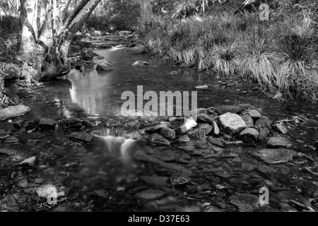 Bach durch den Bluebell-Wald im Wald von dean Stockfoto