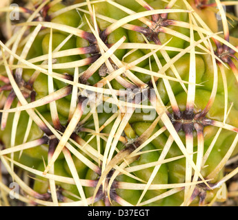 Nahaufnahme der Kaktus-Stacheln. Stockfoto