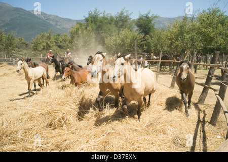 2. Februar 2013, Aguila Sur, Chile. Partei Dreschen Weizen mit Pferden. Stockfoto
