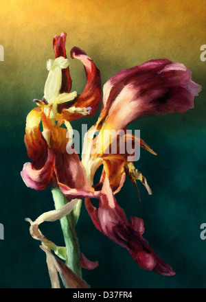 Schönes Bild von anmutigen Tulpe in den Prozess der verlieren ihre Blütenblätter. Stockfoto