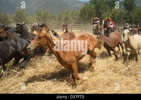 2. Februar 2013, Aguila Sur, Chile. Partei Dreschen Weizen mit Pferden. Stockfoto