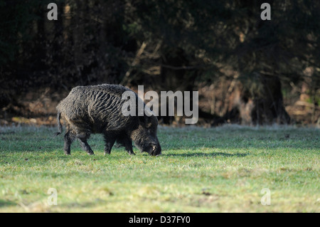 Wildschwein-Fütterung auf einer Wiese Stockfoto