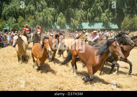 2. Februar 2013, Aguila Sur, Chile. Partei Dreschen Weizen mit Pferden. Stockfoto