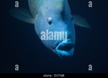 Große blaue Fische schwimmen (Napoleon-Lippfische) Stockfoto