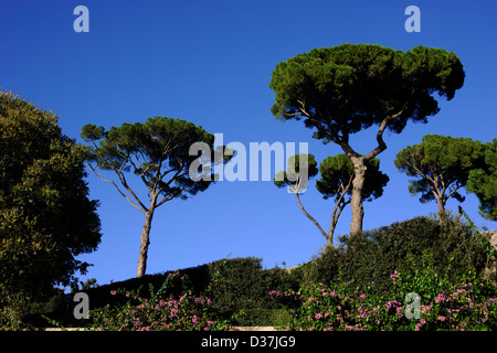 Italien, Rom, Villa Borghese, Pincio, Kiefern Stockfoto