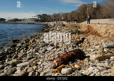 12. Februar 2013 - Faliro, Griechenland - A tote Schwein am Strand unter mit Schund hinter einer der das Hauptstadion für die Olympischen Spiele in Faliro Bezirk in der Nähe von Hafen von Piräus. (Bild Kredit: Aristidis Vafeiadakis/ZUMAPRESS.com ©) Stockfoto