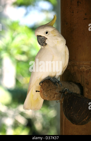 Weiße Papagei in Bali einen Zoo. Indonesien Stockfoto