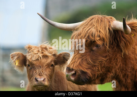 Zwei Highland Kühe oder Rinder, einen Erwachsenen und ein Kalb oder Kyloe in einem Feld in den schottischen Highlands Stockfoto