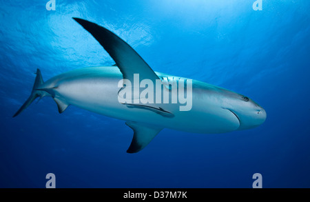 Riffhai Tauchen Stockfoto