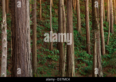 Bäume im Wald Stockfoto