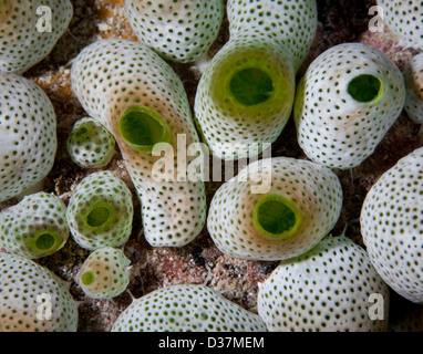 Nahaufnahme von bunte Unterwasserpflanzen Stockfoto