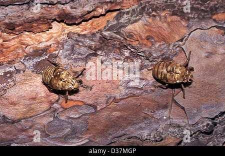 Insektenschläfer oder Schuppen Haut von Malagasy Cicada Madagaskar Stockfoto