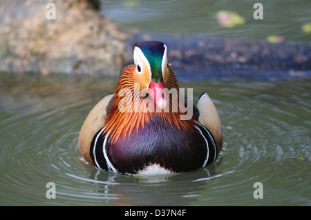 Mandarin Drake. Slimbridge, Gloucestershire, UK März 2011 Stockfoto