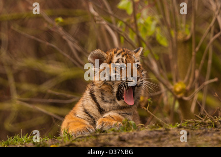Sibirischen/Amur Tiger Cub (Panthera Tigris Altaica) Gähnen oder brüllen Stockfoto