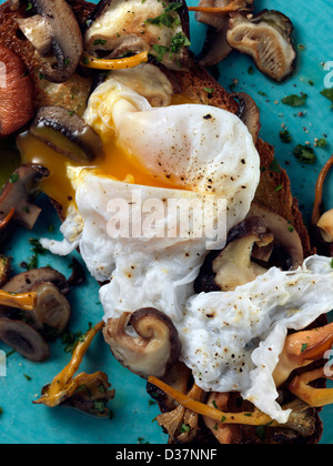 Pochierte Ente Ei auf einem Bett aus Waldpilzen auf einer Scheibe geröstetes Sauerteigbrot von San Francisco Stockfoto