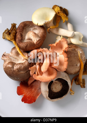 Pilze Shitaki rosa Auster Pfifferling Feld gelb Fuß Stockfoto