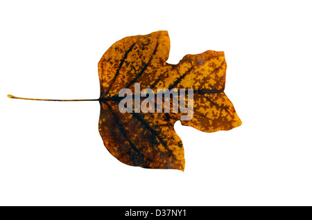 Sear Tulpenbaum Blatt stellte sich auf die Seite isoliert auf weißem Hintergrund. Stockfoto