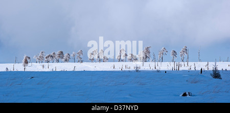 Verschneite Bäume im Moor bei Noir Flohay im Naturpark Hohes Venn verbrannt / Hautes Fagnes im Winter, Ardennen, Belgien Stockfoto