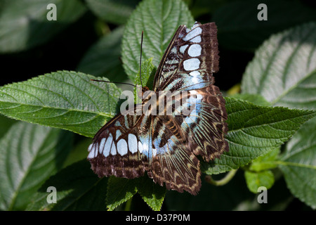 Der afrikanische blau Clipper Schmetterling (Parthenos Sylvia Violacae) Stockfoto