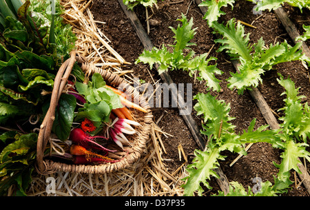 Korb mit ausgewählten Gemüse im Garten Stockfoto