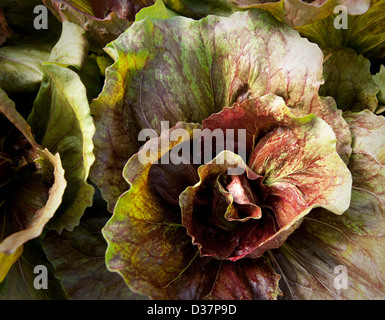 Nahaufnahme des Kopfes Salat im Garten Stockfoto