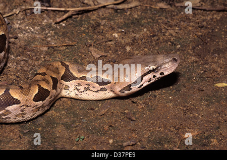 Nahaufnahme von Head Madagascar Ground Boa aka Madagascar Boa, Acrantophis madagascariensis Snake oder Serpent Madagascar Stockfoto