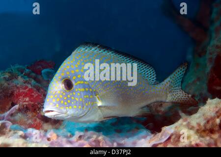 Gold-Spotted Süßlippen, Plectorhinchus Flavomaculatus, Palawan, Philippinen, Asien Stockfoto