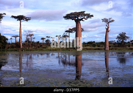 Affenbrotbäume Affenbrotbäume Grandidieri und überschwemmte Landschaft Boabab Gasse in der Nähe von Morondava West Madagaskar Stockfoto